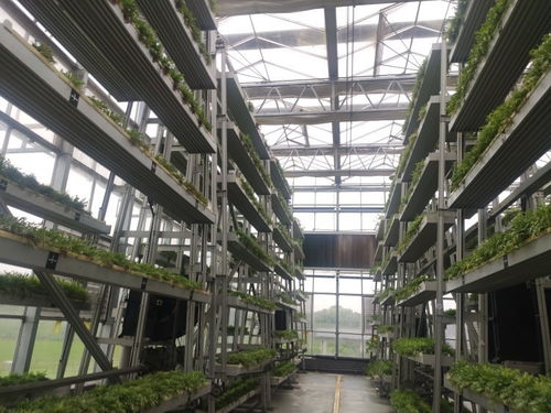 魚菜共生ai工廠 食用菌智慧化生產車間 看科技如何賦能農業(yè)生產